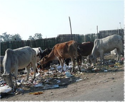 Images/delhi 150.jpg